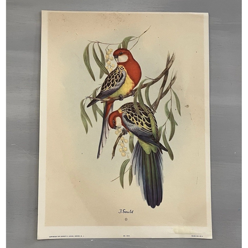Vintage Numbered Litho Print Birds Of Australia by J. GOULD